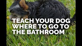 Teach Your Dog Where to Go to the Bathroom