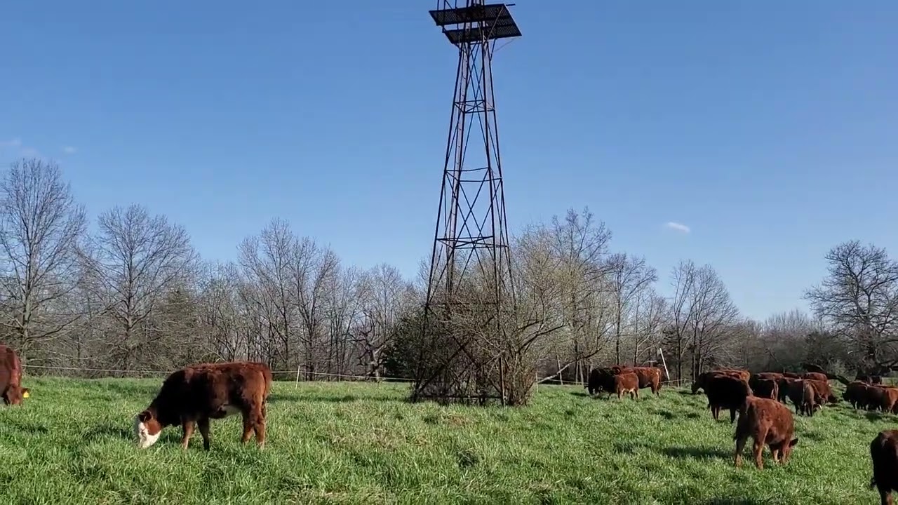 Managing our grazing is now paying huge dividends in early spring!