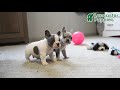 French Bulldog dogs for sale: Monty - Video 1