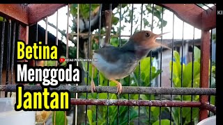 Download lagu PRENJAK BETINA Gacor Istimewa Suara jernih Menggoda Prenjak jantan, Cocok buat Masteran. mp3 Download lagu PRENJAK BETINA Gacor Istimewa Suara jernih Menggoda Prenjak jantan, Cocok buat Masteran. mp3