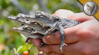 We Found Crocodile Hatchlings!