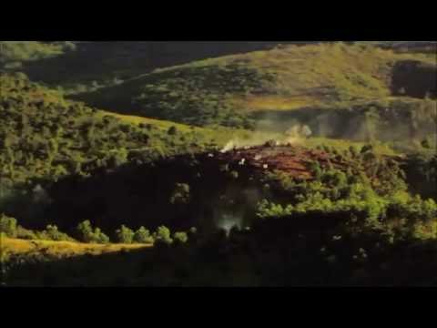 Propaganda de Inglês - Ano Internacional das Florestas