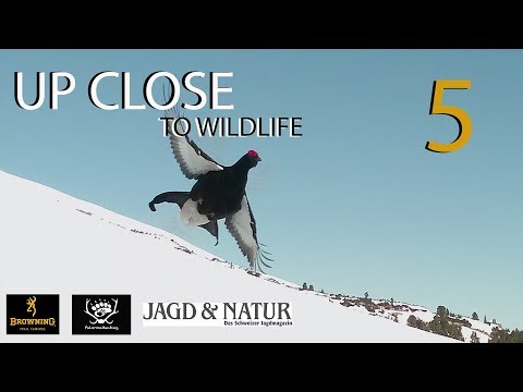 UP CLOSE TO WILDLIFE 5: Birkhahn Gämse Fuchs und Hirsch | Black grouse Chamois Fox and deer