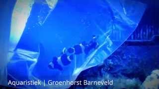 preview picture of video 'Nieuwe vissen voor zeeaquaria Groenhorst Barneveld'