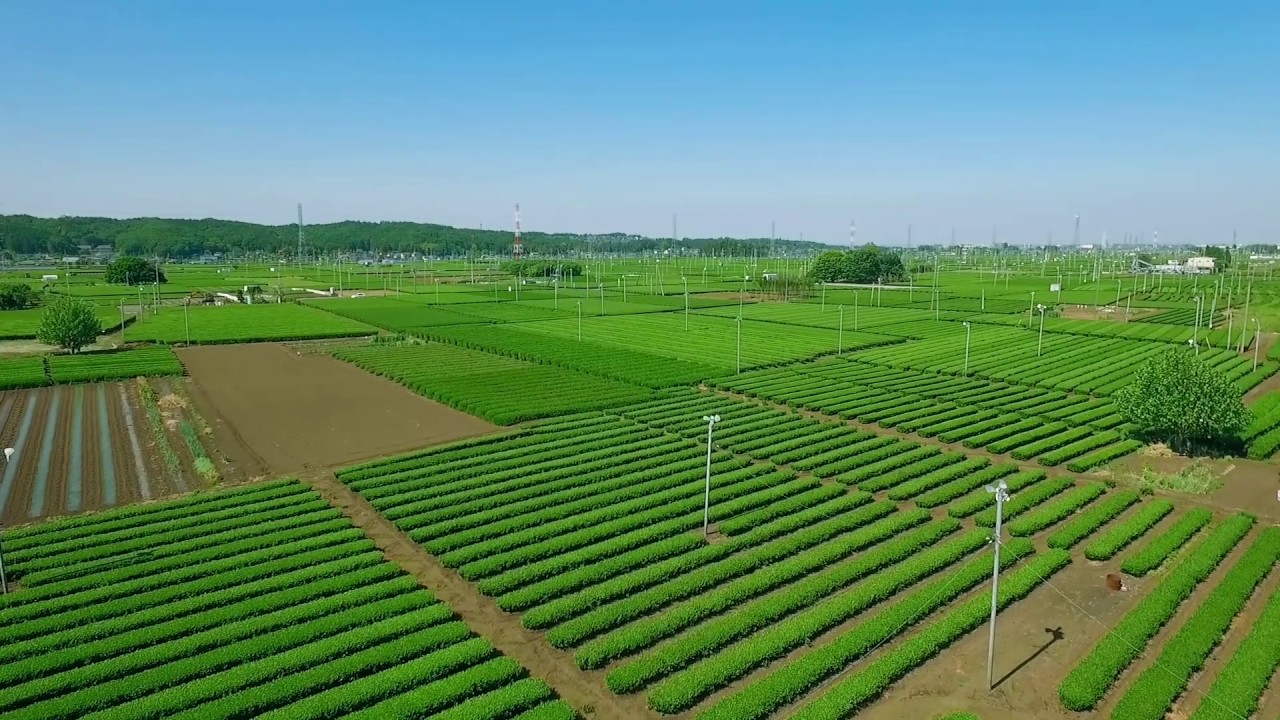 クラウドファンディングプロジェクト：日本三大銘茶「狭山茶」の味と技術と景観を未来に残したい！江戸から続く”狭山茶”の『味・匠の技・景観』