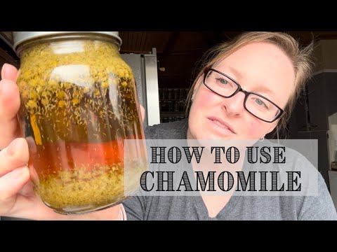 Medicinal Benefits of CHAMOMILE || Herbal Spotlight
