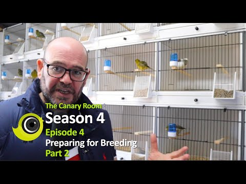 The Canary Room - Season 4 Episode 4 - Preparation for Breeding - Part 2