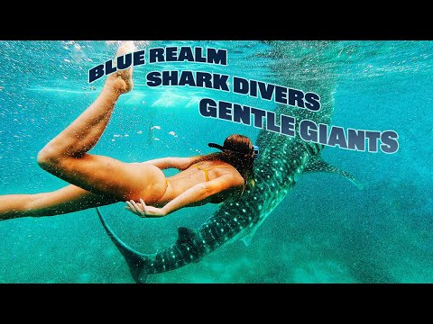 Ocean Odyssey – Blue Realm Shark Divers Gentle Giants (DOKU l Haie, Meeresdoku in voller Länge)