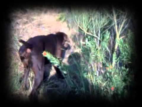 CAZA de CODORNIZ. Ying «Vintage»(XIII) – bonviedro.com