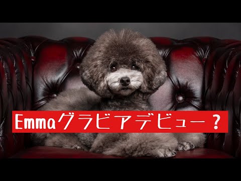 [Emma's Gravure Debut⁉️] #Toy Poodle Life #Shoma Uno #Itsuki Uno #Uno1OneChannel #FigureSkating