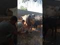 Buffalo Milking By Hand Buffalo Milking