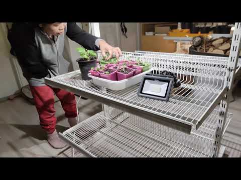 Budjetti kasvatushylyt "raksa" LED-valoilla