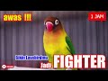 AWAS❗️ SUARA LOVEBIRD ini akan Menjadikan Lovebirdmu JADI FIGHTER❗️🔥