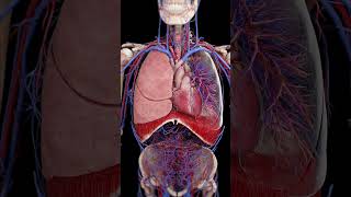 The Beating Heart &amp; Breathing Lungs: A Perfect Rhythm 💨 #medicalanimation