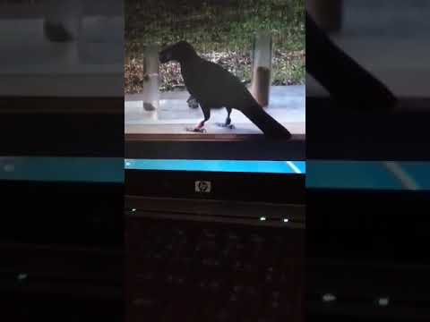 Vrana i vrč s vodom