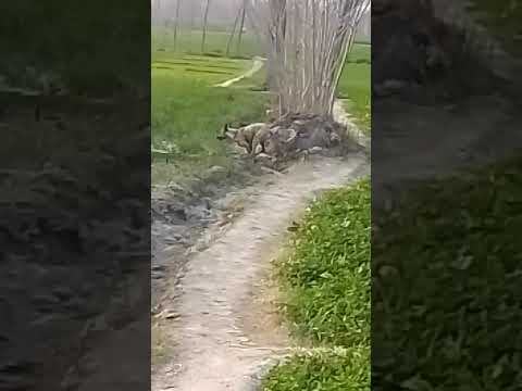 The world fastest dog his this