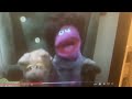 Sesame Street Daddy Helping With Dishes