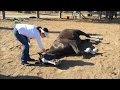11-Year-Old Sobs Over Her Horses Death After 50 Were Poisoned at Farm