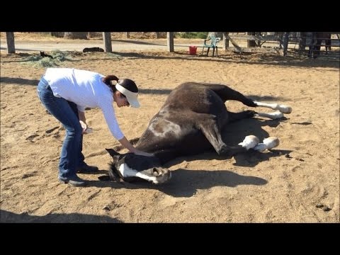 What happens when a horse passes away?