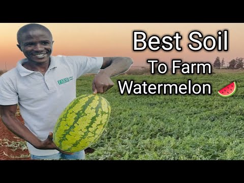 Discover the Best Soil to Grow Mouthwatering Watermelons