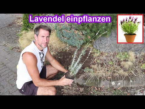 Lavendel richtig einpflanzen Anleitung - Standort - Zeitpunkt - Abstand uvm.
