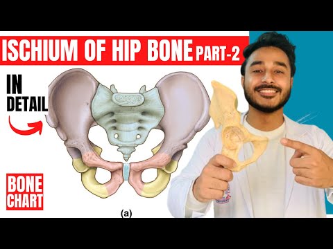 ischium of hip bone anatomy | attachments of hip bone anatomy 3d | bones of lower limb anatomy