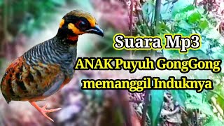 Download lagu Suara Anak Puyuh GongGong MP3 memanggil induknya mp3
