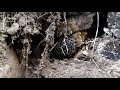 Guna Cave Kodaikanal ️ ️ ️