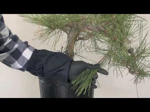 JAPANESE BLACK PINE IN FALL OF 2021 #5