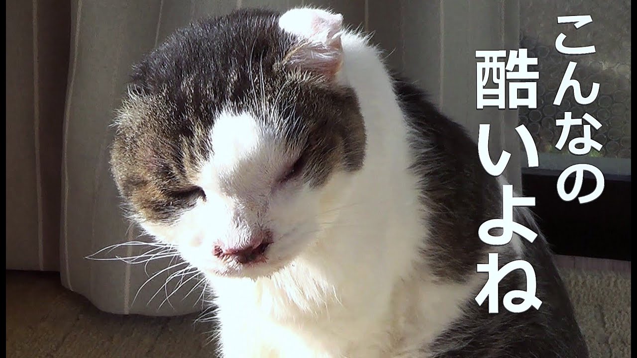 【かわいそうなのら】The poor cat who got cancer twice