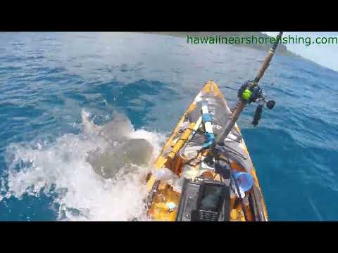 OFFICIAL VIDEO:  Tiger shark attacks kayak fisherman off Oahu