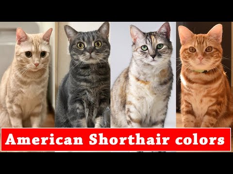 Types of American Shorthair colors | Different types of American Shorthair colors and pattern