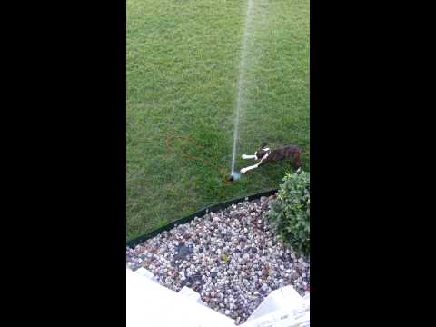 Boxer playing with sprinklers