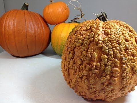 download lagu mp3 mp4 How To Tell If A Pumpkin Is Ripe, download lagu How To Tell If A Pumpkin Is Ripe gratis, unduh video klip How To Tell If A Pumpkin Is Ripe