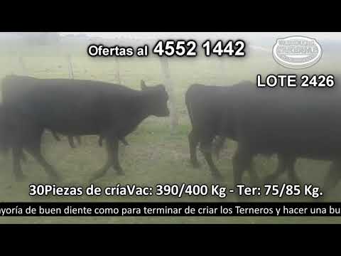 Lote 30 Piezas de cría Vac: 12 AA y 3 AA c/  NO-Ter: 15 AA 400kg -  en La Eliada. Parada Font - R52 km 35 a 12 km de NH;