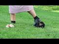 Mixed Breed dogs for sale: Maple - Video 1