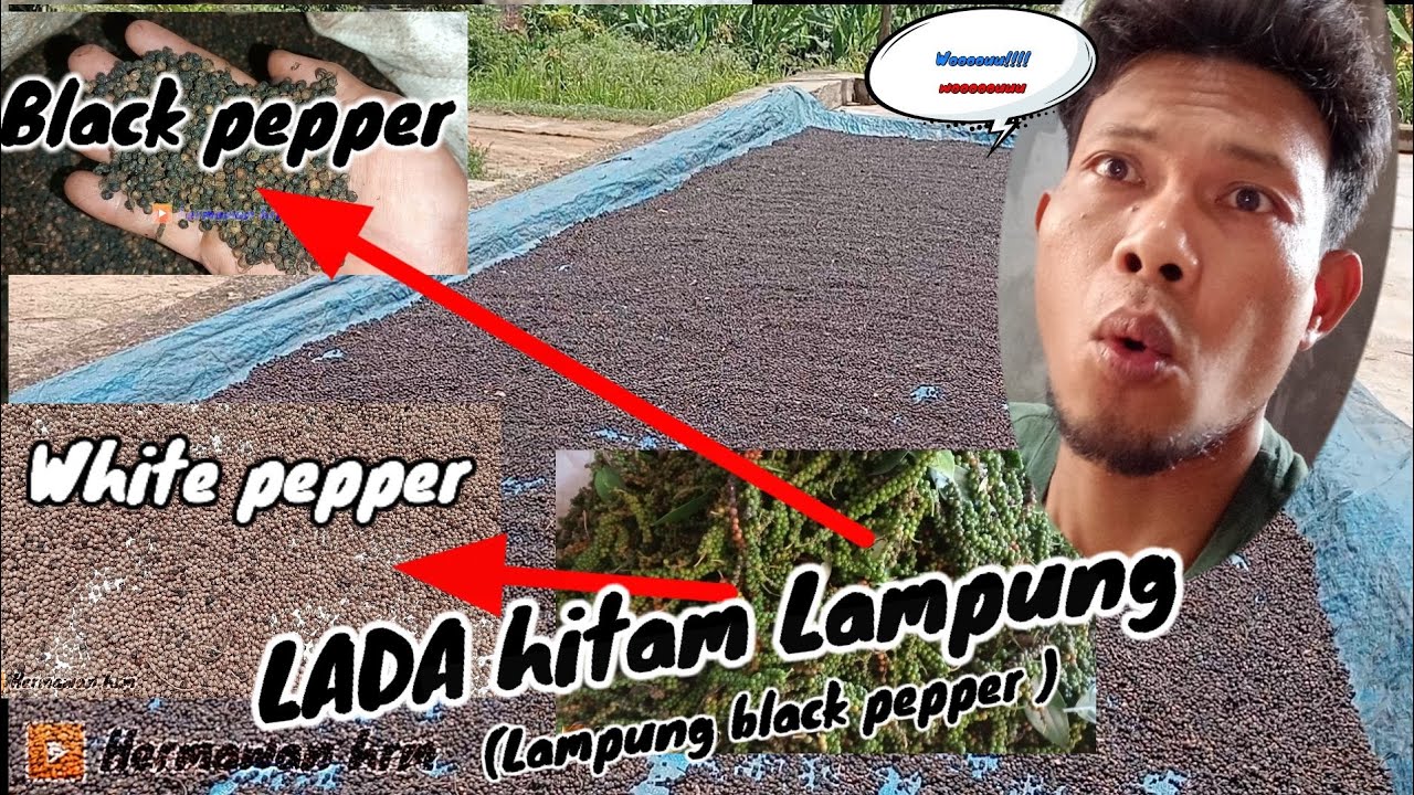 LADA hitam Lampung//Lampung black pepper..