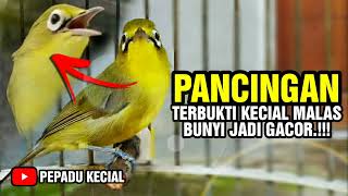 Download lagu Pancingan Kecial Kuning, Auto Gacorr.!!!! | PEPADU KECIAL mp3