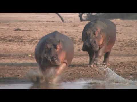 How Fast Are Hippos? Huge Males Chasing Each Other at Full Speed