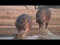 How Fast Are Hippos Huge Males Chasing Each Other At Full Speed
