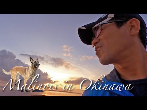 ベルジアンマリノアの訓練