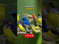 SUARA PIKAT BURCIL PALING AMPUH Suarapikatmp3 Mp3pikat Suarapikatribut