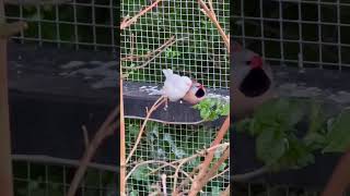 Longtailed Finch | Zebra Finch | Star Finch | Aviary Birds | Bird Sounds