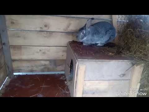 Крольчатам 10 дней//осмотр гнезда.