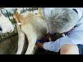 Veterinary Electric Semen Collector | Handheld