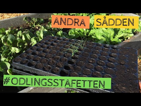 Andra sådden i #ODLINGSSTAFETTEN - Så har den första sådden gått och detta sår jag i slutet av maj