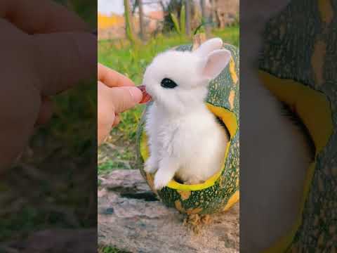beautiful baby rabbit ever🐰🤗 - #rabbit #rabbits #babyrabbit #shorts #short #cuterabbit #beautiful