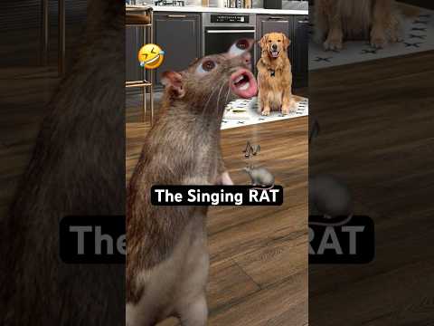 The Rat That Sings Like Beyoncé #TheManniiShow.com