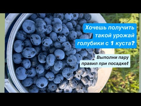 Посадка голубики для новичка. Посадка голубики/ Как правильно посадить голубику весной и осенью.
