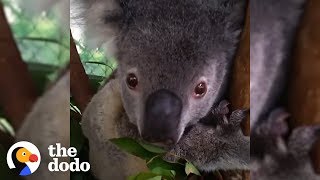 Please Help Koalas Affected By The Australian Fires With The Dodo!